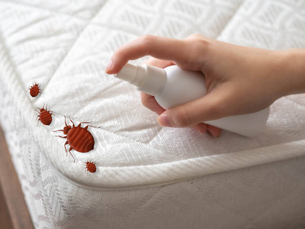 Best Best Pest Control Companies  in Pebble Creek, FL